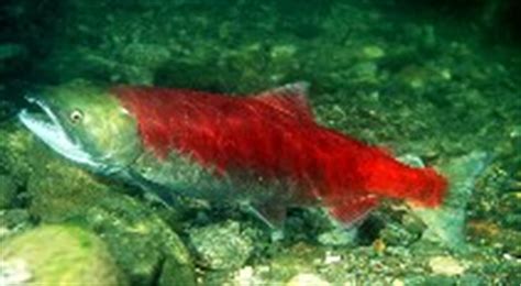 nerkay|Oncorhynchus nerka, Sockeye salmon : fisheries, aquaculture.